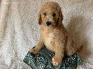 Goldendoodle Puppy for sale in Atlanta, GA, USA