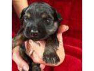 Mutt Puppy for sale in Dammeron Valley, UT, USA