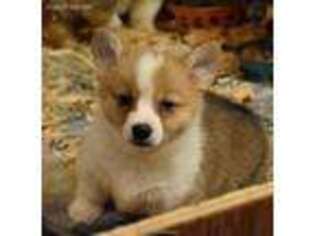 Pembroke Welsh Corgi Puppy for sale in Matlock, WA, USA