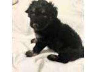 Mutt Puppy for sale in Mc Calla, AL, USA