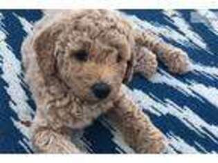 Labradoodle Puppy for sale in Myrtle Beach, SC, USA