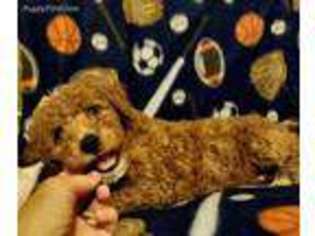 Goldendoodle Puppy for sale in Arlington, WA, USA