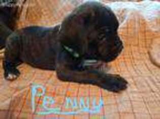 Cane Corso Puppy for sale in Rockville, IN, USA