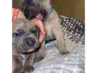 Cane Corso Puppy for sale in Harrison, NJ, USA