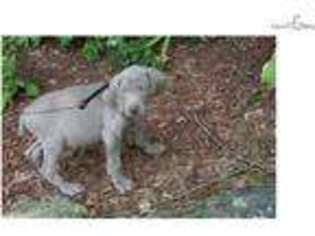 Weimaraner Puppy for sale in Albany, NY, USA