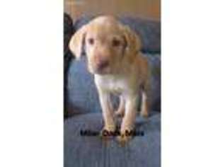 Labrador Retriever Puppy for sale in Springfield, VT, USA