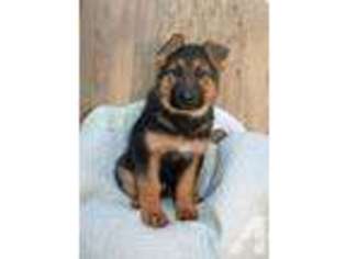 German Shepherd Dog Puppy for sale in OLYMPIA, WA, USA