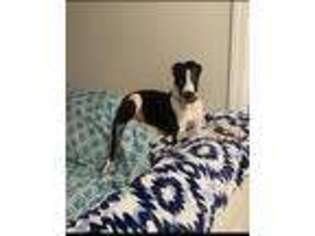 Great Dane Puppy for sale in Lady Lake, FL, USA