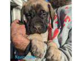 Mastiff Puppy for sale in Reynoldsburg, OH, USA