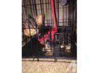 Yorkshire Terrier Puppy for sale in MANHATTAN, KS, USA