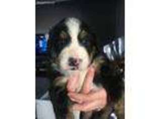 Bernese Mountain Dog Puppy for sale in Pottsville, PA, USA