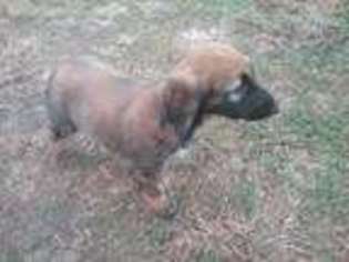 Afghan Hound Puppy for sale in Cedar Bluff, AL, USA