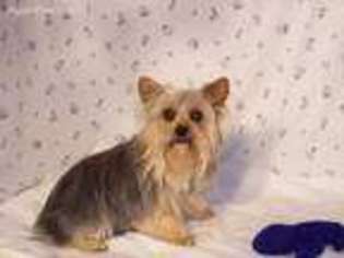 Yorkshire Terrier Puppy for sale in Taylor, AZ, USA