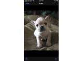 French Bulldog Puppy for sale in Sunbury, OH, USA