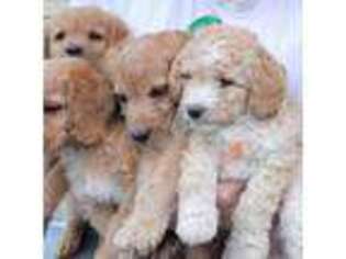Goldendoodle Puppy for sale in Rosenhayn, NJ, USA