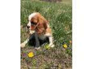 Cavalier King Charles Spaniel Puppy for sale in Salem, WV, USA