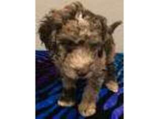 Goldendoodle Puppy for sale in Maricopa, AZ, USA