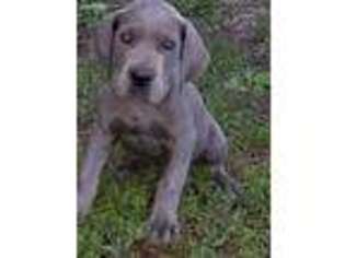 Great Dane Puppy for sale in Mound Valley, KS, USA