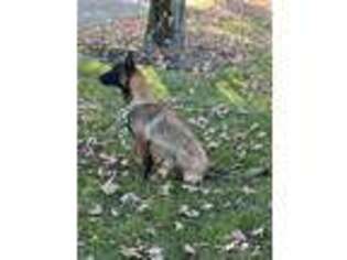 Belgian Malinois Puppy for sale in Washington Court House, OH, USA