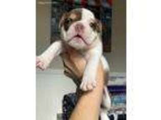 Bulldog Puppy for sale in Danville, CA, USA