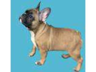 French Bulldog Puppy for sale in Wayne, NJ, USA