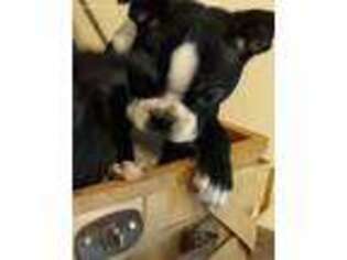 Boston Terrier Puppy for sale in Morgantown, PA, USA