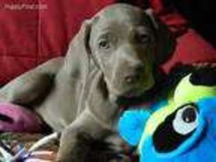 Weimaraner Puppy for sale in Simpsonville, SC, USA