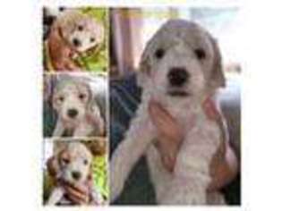 Labradoodle Puppy for sale in Warwick, RI, USA