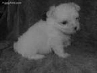 Maltese Puppy for sale in Free Union, VA, USA