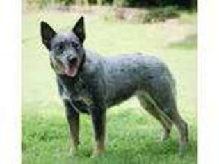 Australian Cattle Dog Puppy for sale in Tazewell, TN, USA