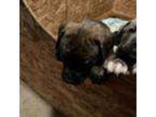 Cane Corso Puppy for sale in King George, VA, USA