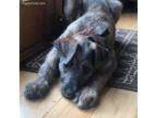 Irish Wolfhound Puppy for sale in Oxford, NJ, USA