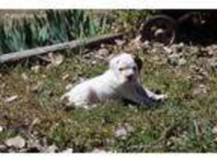 Boxer Puppy for sale in Wilmore, KS, USA