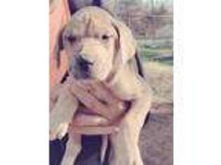 Great Dane Puppy for sale in Luray, VA, USA