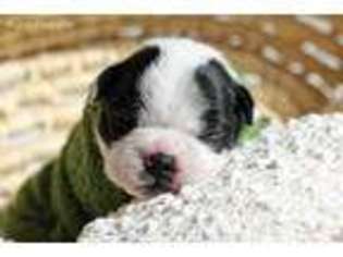 Boston Terrier Puppy for sale in Tooele, UT, USA