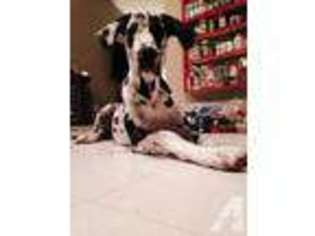 Great Dane Puppy for sale in OSSEO, MN, USA