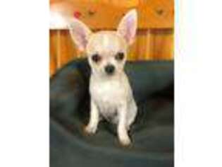 Chihuahua Puppy for sale in Weston, FL, USA
