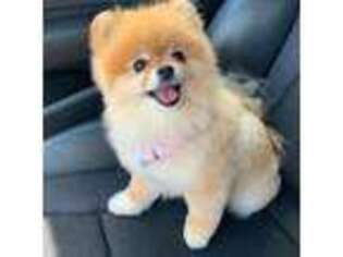 Pomeranian Puppy for sale in Los Angeles, CA, USA