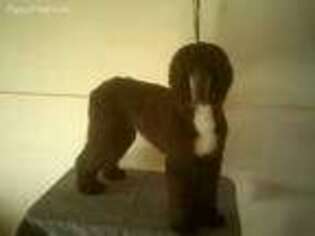 Afghan Hound Puppy for sale in El Paso, TX, USA