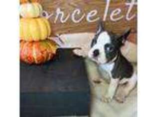French Bulldog Puppy for sale in Crestline, CA, USA
