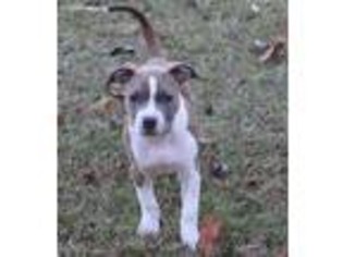 American Staffordshire Terrier Puppy for sale in Catharpin, VA, USA
