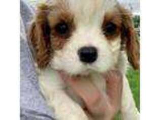 Cavalier King Charles Spaniel Puppy for sale in Oxford, OH, USA