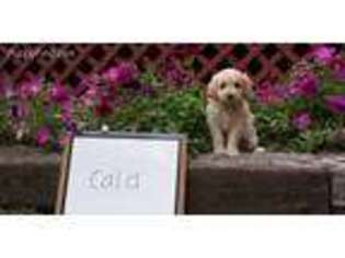 Goldendoodle Puppy for sale in Fremont, MI, USA