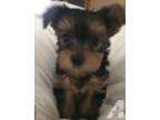 Yorkshire Terrier Puppy for sale in SOUTH EASTON, MA, USA