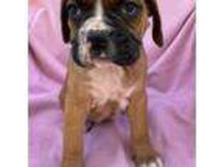 Boxer Puppy for sale in Port Charlotte, FL, USA