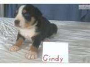 Greater Swiss Mountain Dog Puppy for sale in Iowa City, IA, USA