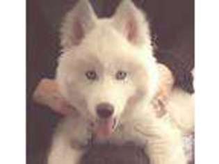 Siberian Husky Puppy for sale in QUINCY, IL, USA