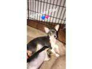Chihuahua Puppy for sale in Clairton, PA, USA