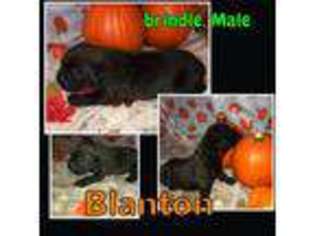 Cane Corso Puppy for sale in Williamstown, KY, USA