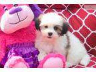 Mal-Shi Puppy for sale in Cincinnati, OH, USA